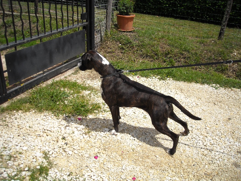 Eloa du mas du Perigord blanc