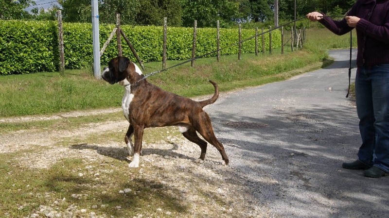 Didjy du mas du Perigord blanc