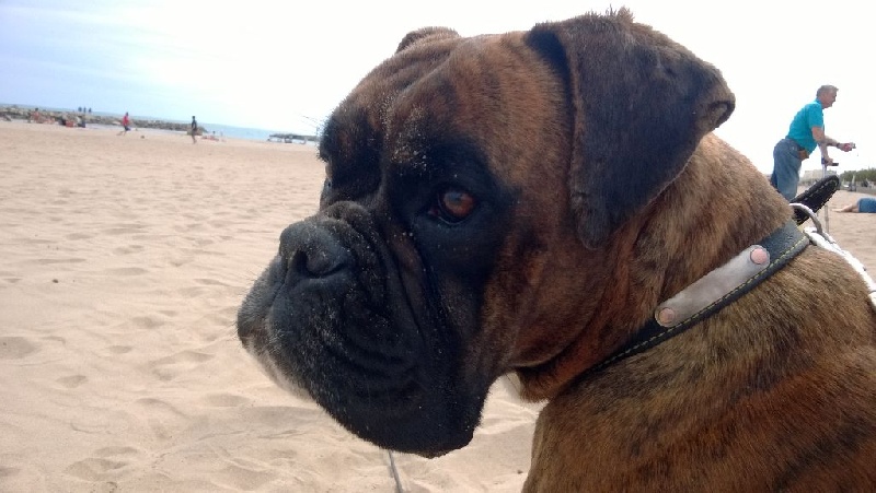 Gritta du mas du Perigord blanc