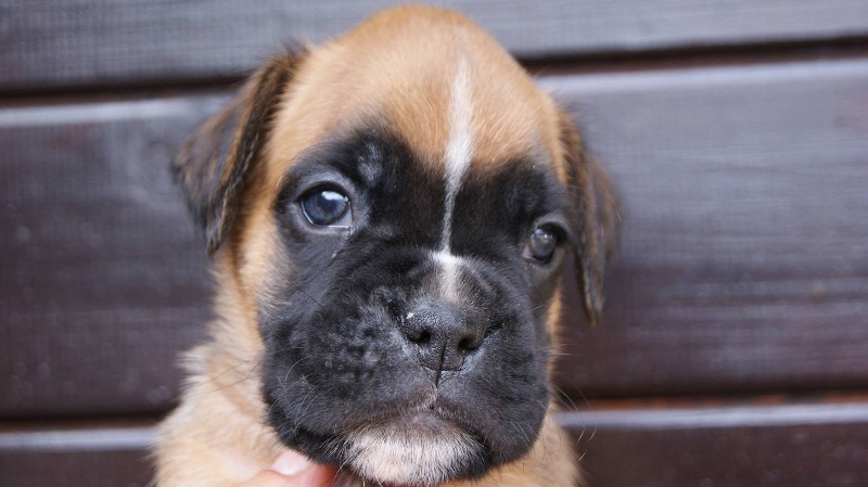 du mas du Perigord blanc - Boxer - Portée née le 22/08/2012