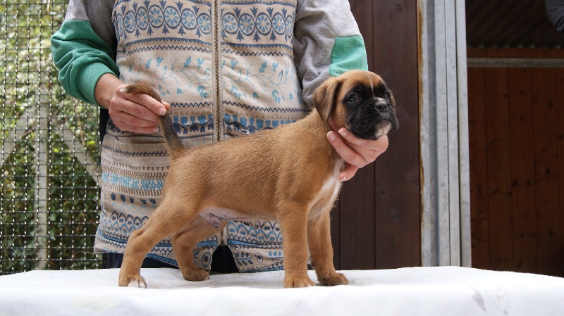 du mas du Perigord blanc - Boxer - Portée née le 26/09/2013