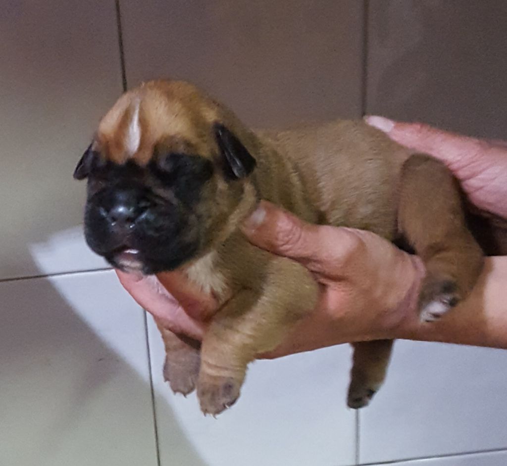 du mas du Perigord blanc - Boxer - Portée née le 08/06/2020